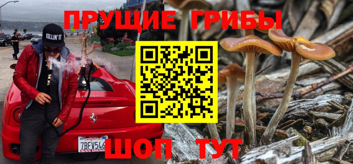 Зерноград  Псилоцибиновые грибы MAGIC MUSHROOMS  Вход с VPN 